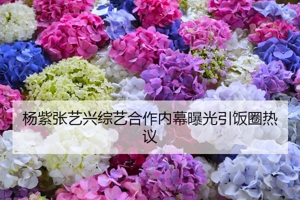 杨紫张艺兴综艺合作内幕曝光引饭圈热议